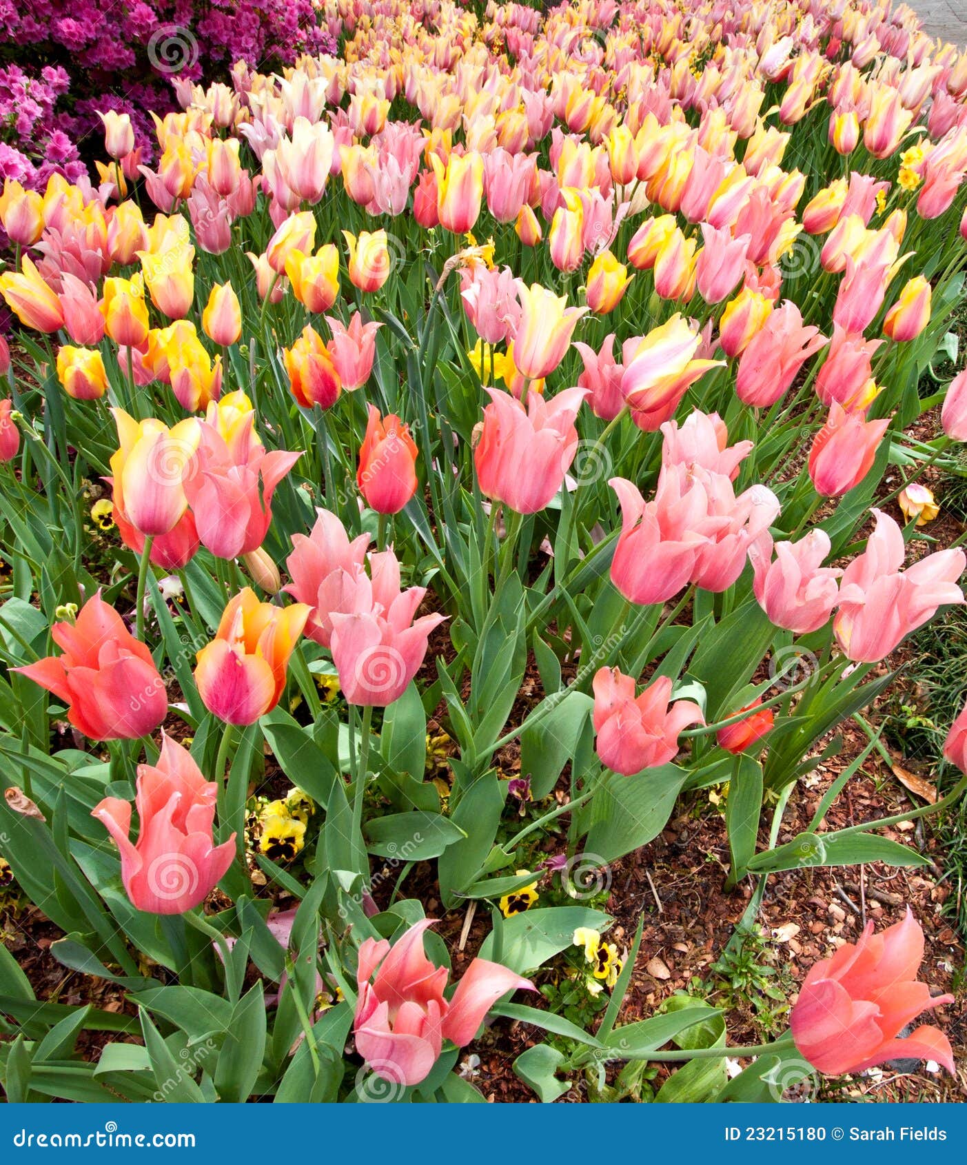 Tulips blooming in spring stock photo. Image of landscaping 23215180