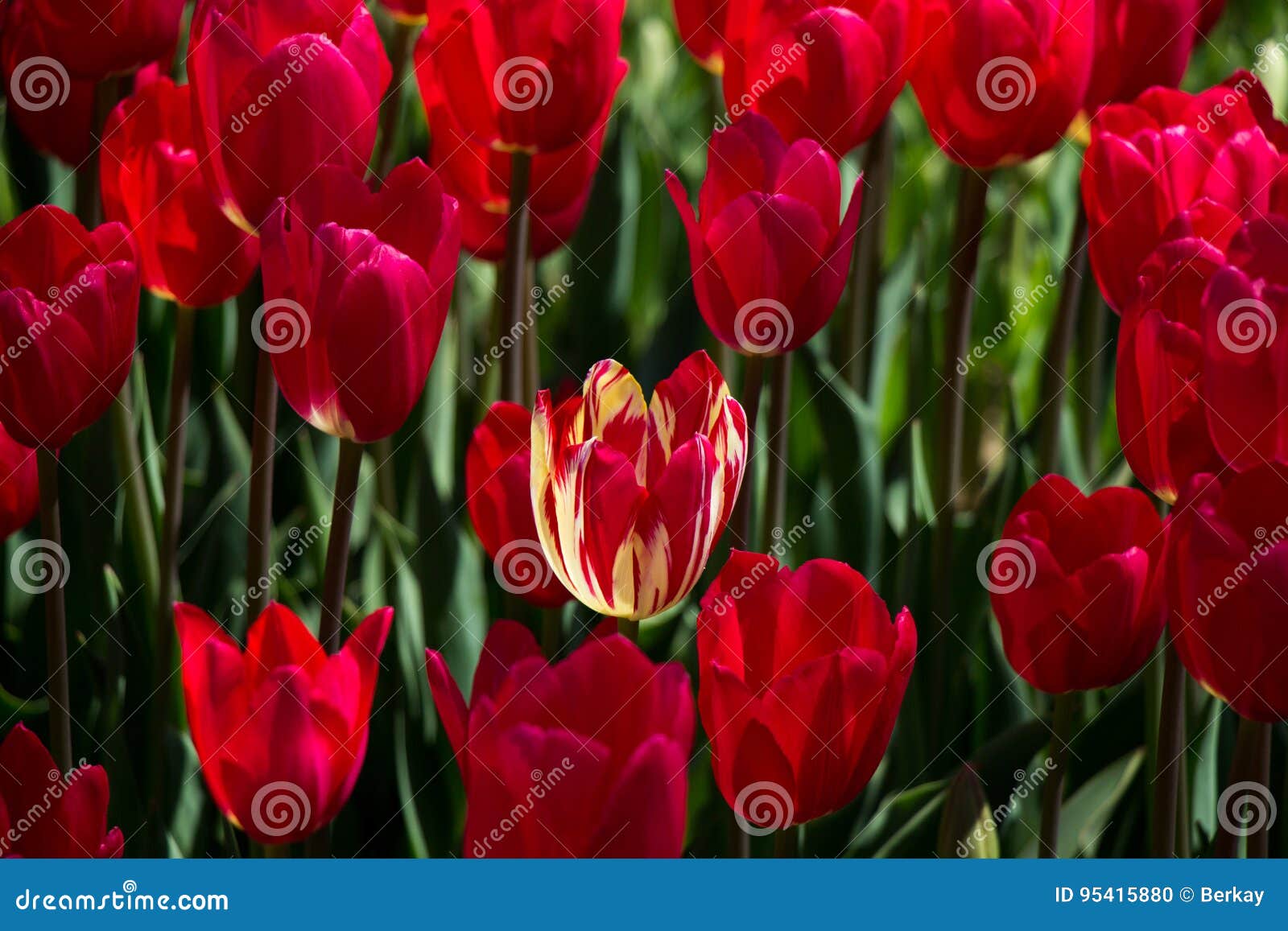 Tulips Blooming in Spring stock photo. Image of plant 95415880
