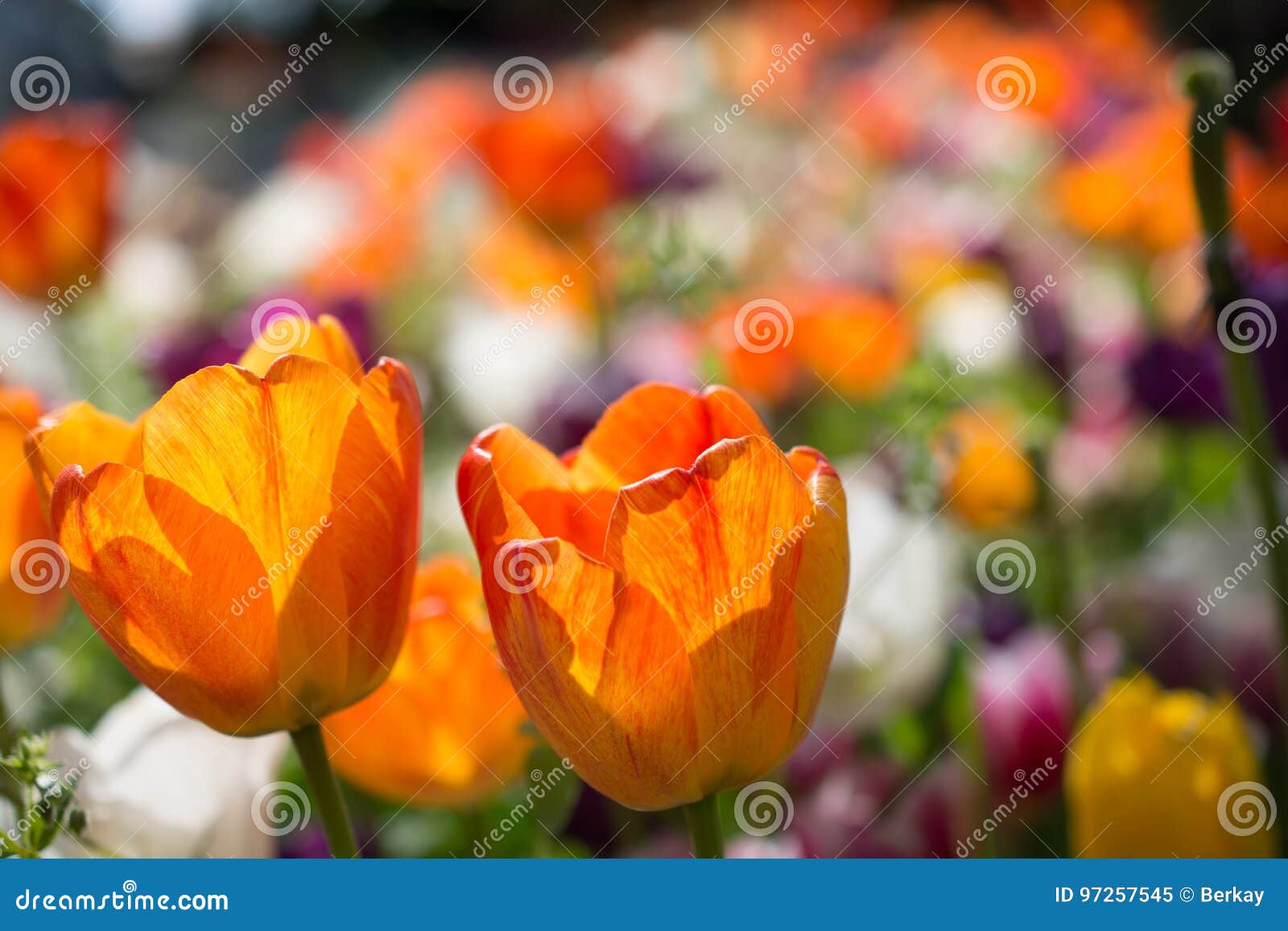 Tulips Blooming in Spring stock image. Image of tulips 97257545