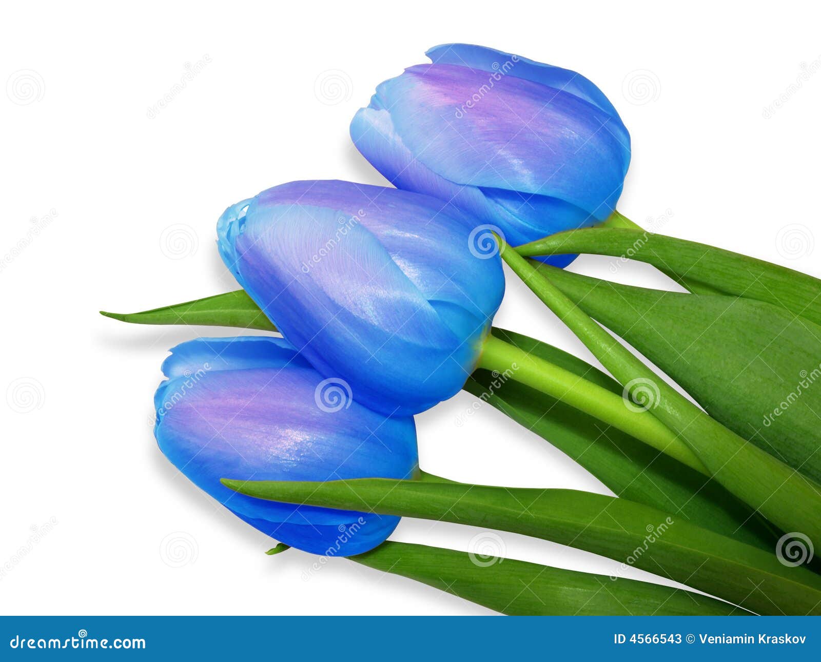 Tulips blue stock image. Image of flower, bloom, greeting 4566543