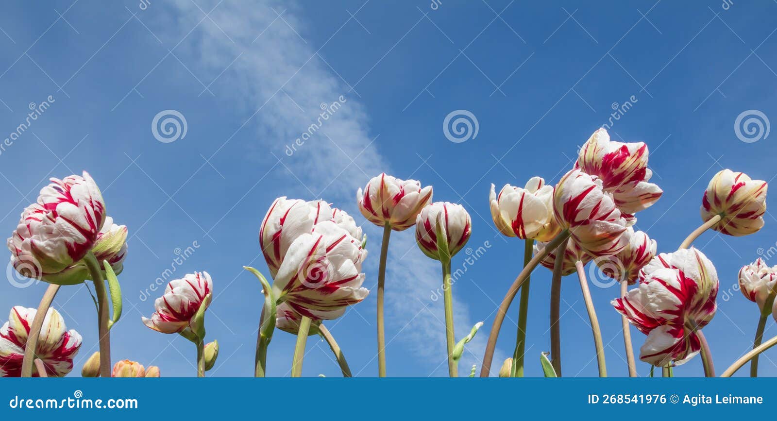 Tulips on Blue Sky Background . Stock Photo Image of outdoor, tulips