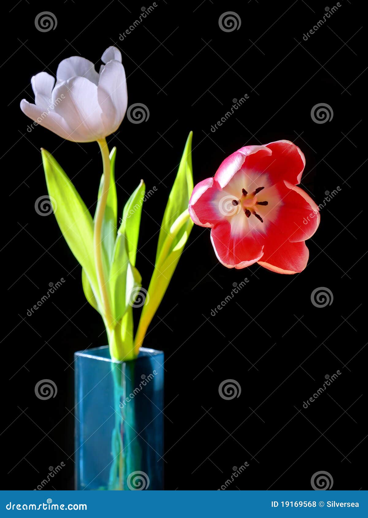 Tulips in a blue vase stock photo. Image of glass, stamen - 19169568