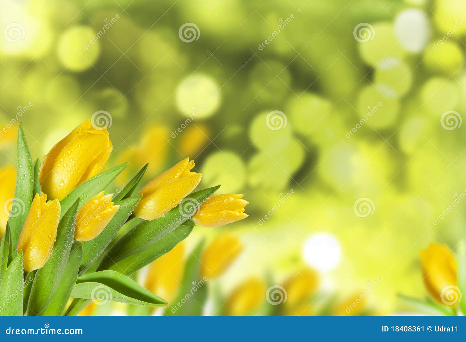 Tulips on blur background stock image. Image of lush 18408361