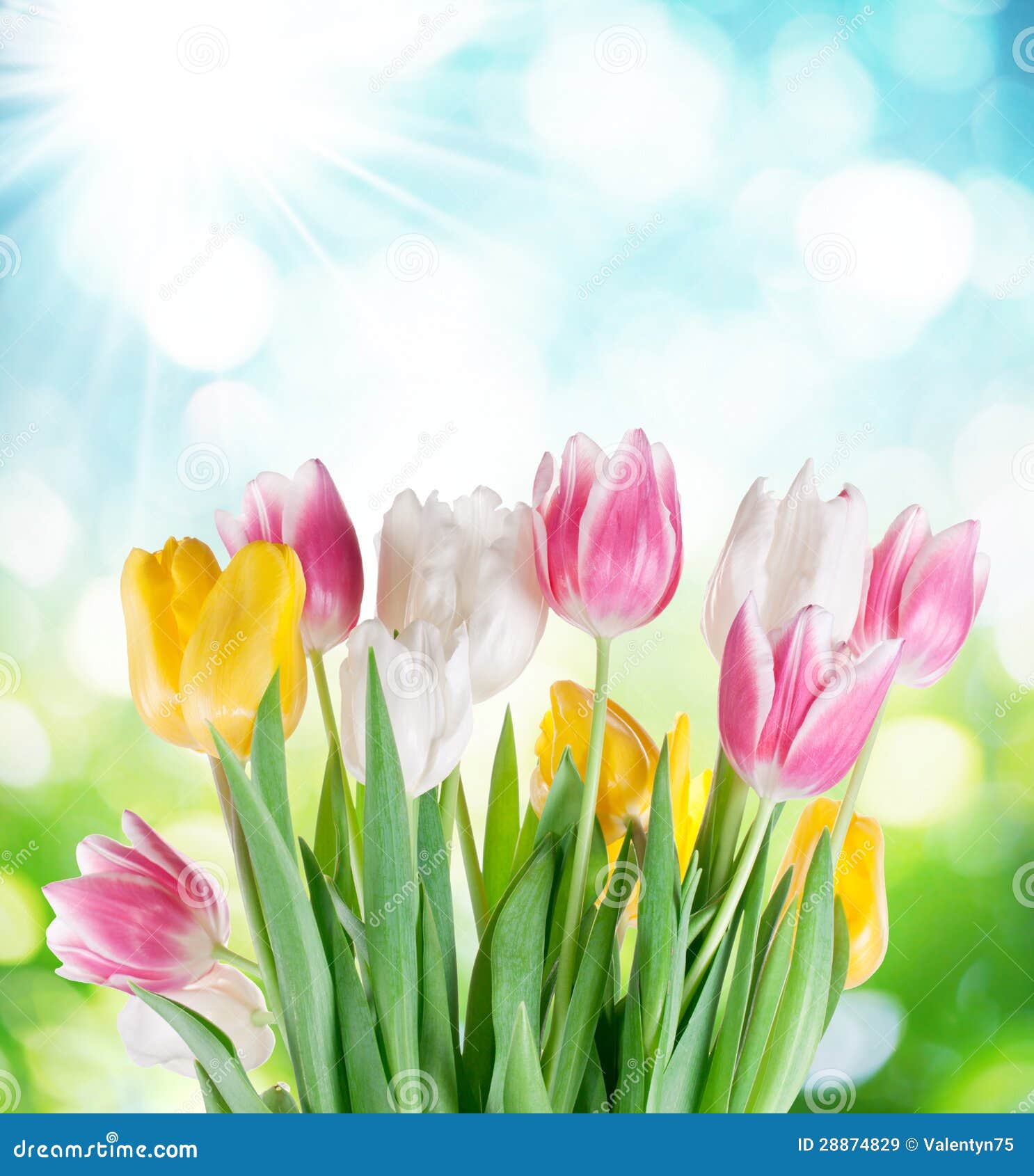 Tulips on a Blur Background. Stock Image Image of grow, background