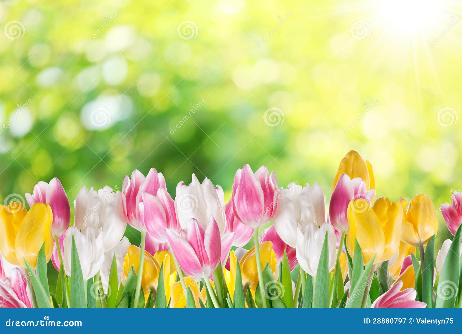 Tulips on a Blur Background. Stock Image Image of flower, beauty