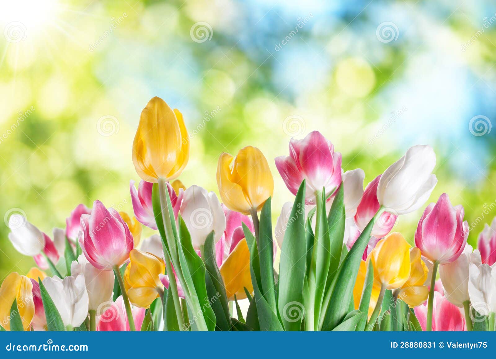 Tulips on a Blur Background. Stock Image Image of colorful, floral