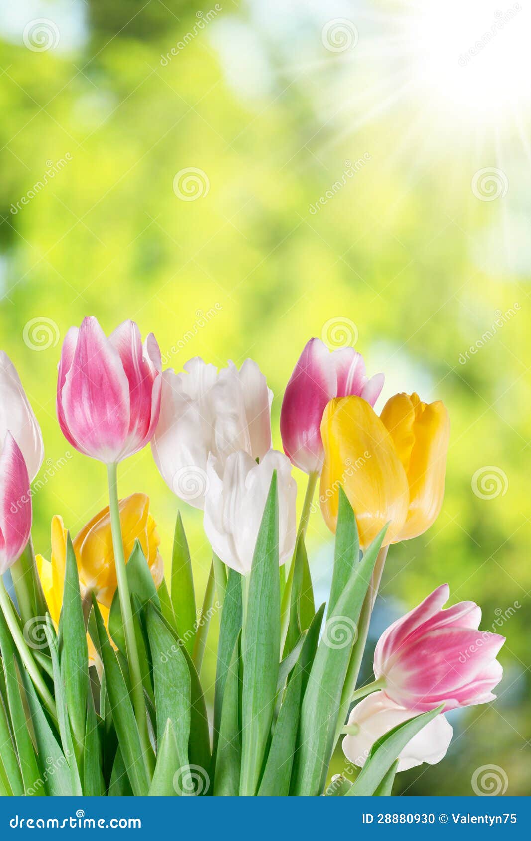 Tulips On A Blur Background. Stock Photo Image of easter, background
