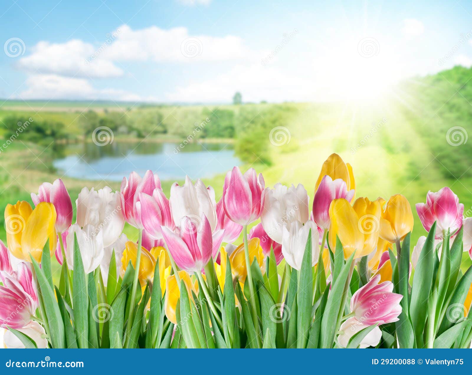 Tulips on a Blur Background. Stock Photo Image of macro, floral 29200088