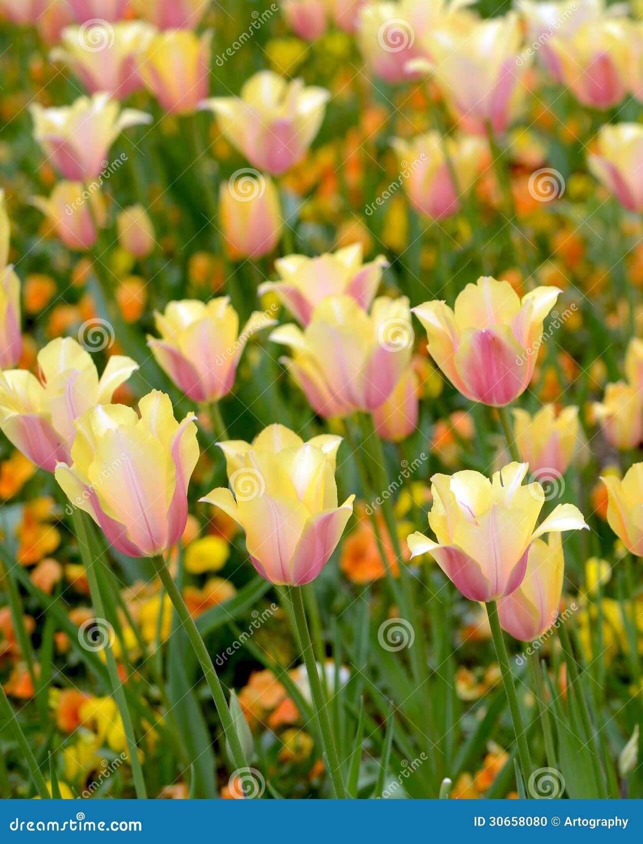 11 Tulip Blushing Lady Photos Free Royalty Free Stock Photos From Dreamstime