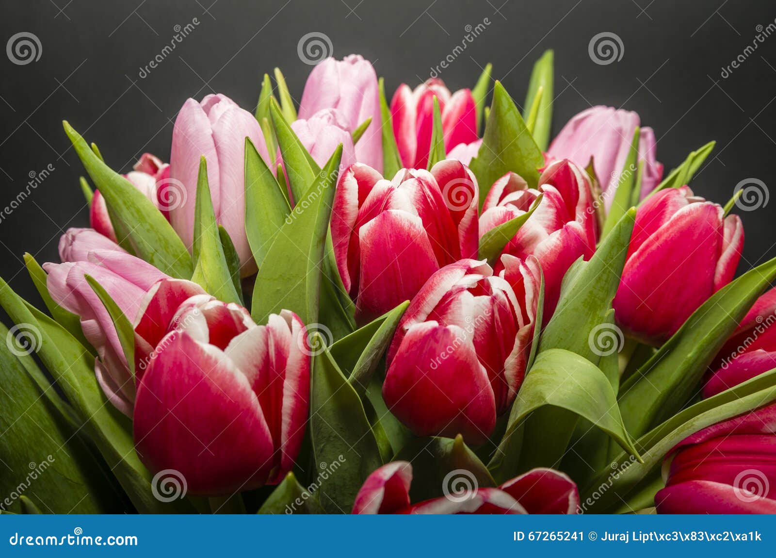 Tulips stock image. Image of black, flower, natural, pink 67265241
