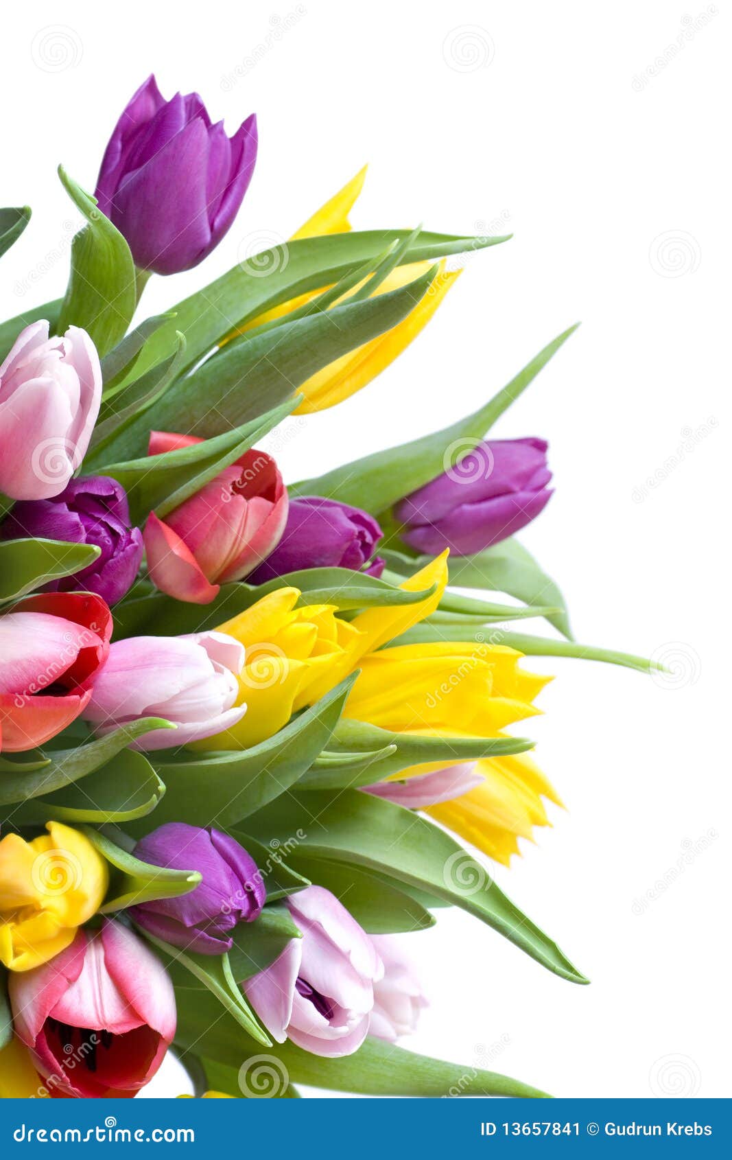 Tulips Bouquet Isolated on White Stock Image - Image of brightly, still ...