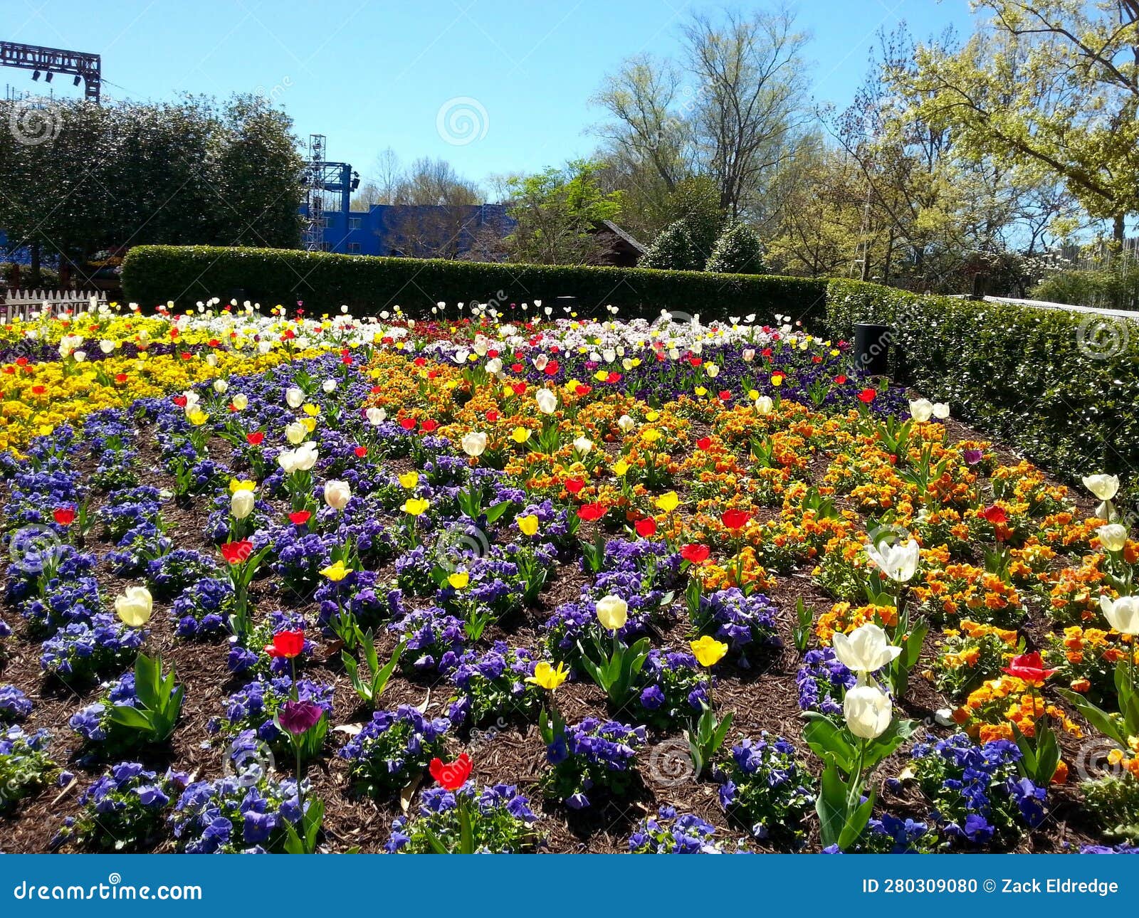 tulips at busch gardens in virginia