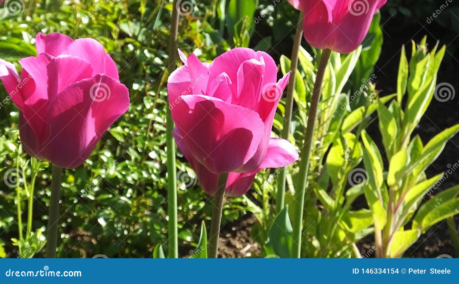 Tulips Barcelona in Walled Gardens Stock Photo Image of anemone