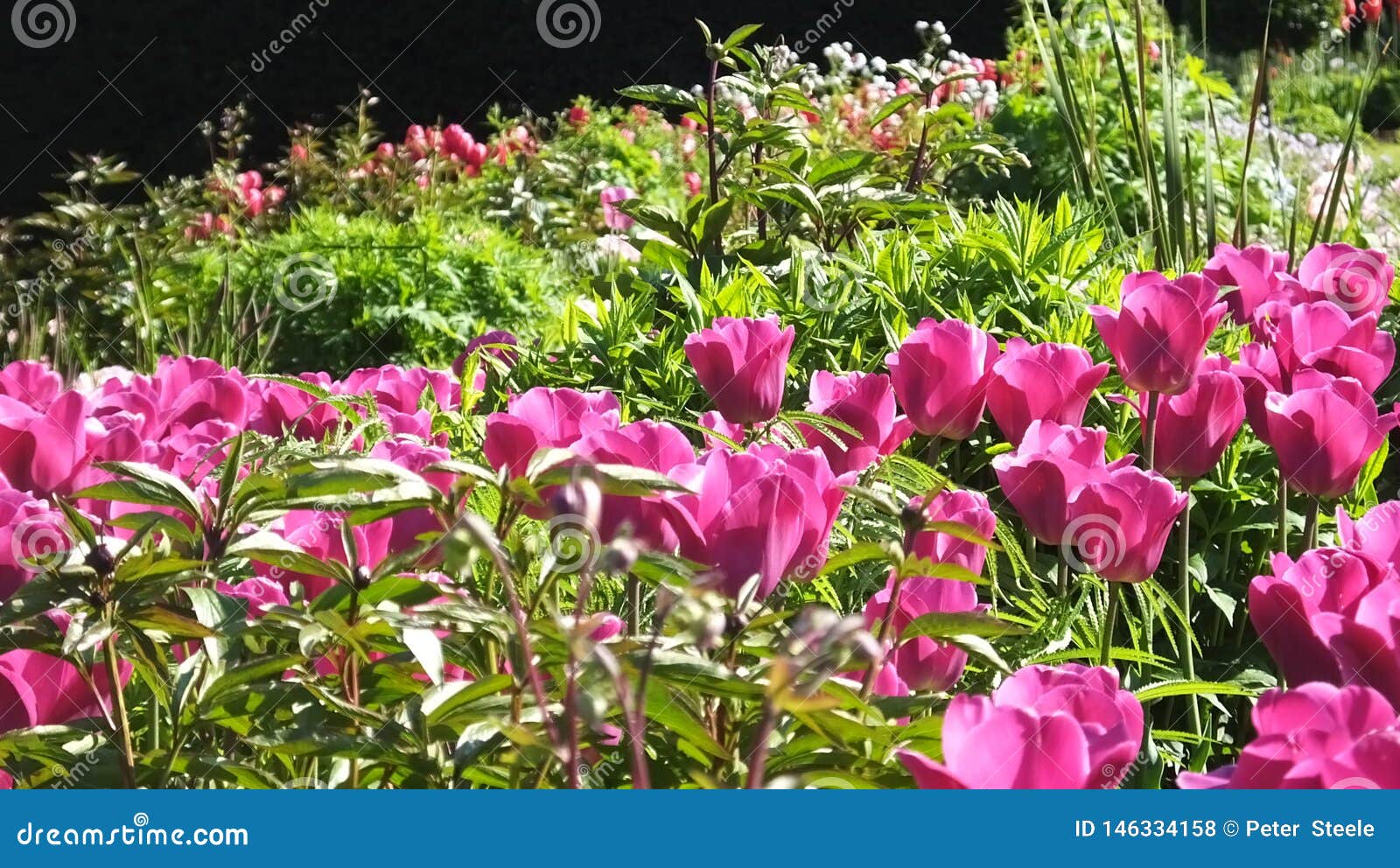 Tulips Barcelona in Walled Gardens Stock Photo Image of green