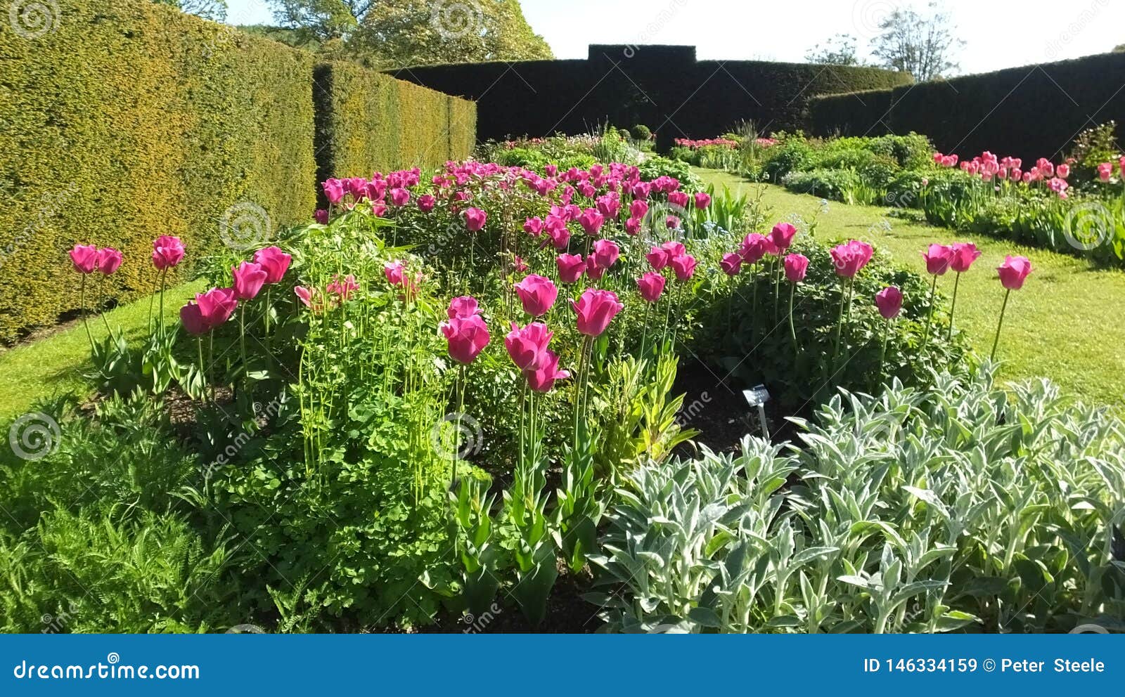 Tulips Barcelona in Walled Gardens Stock Image Image of irene, garden