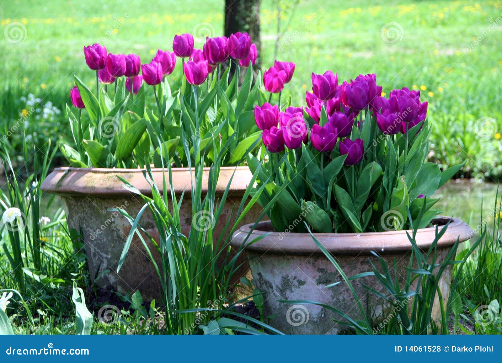 tulips in the ceramics pot