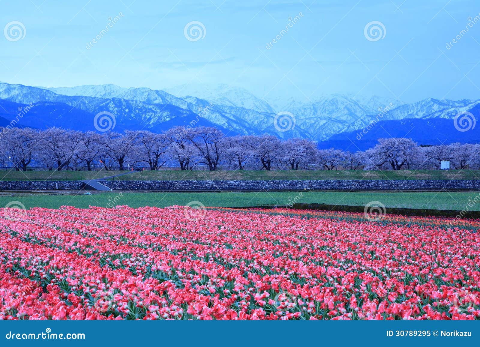 tulips and cherry tree at daybreak