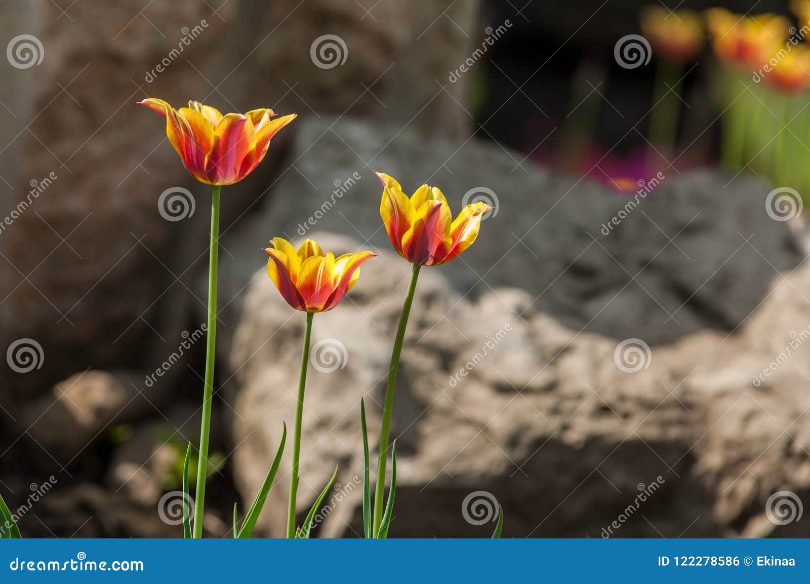 Tulips Close, Tulips Cute, Tulips, Beautiful Tulips, Colorful Tu Stock ...