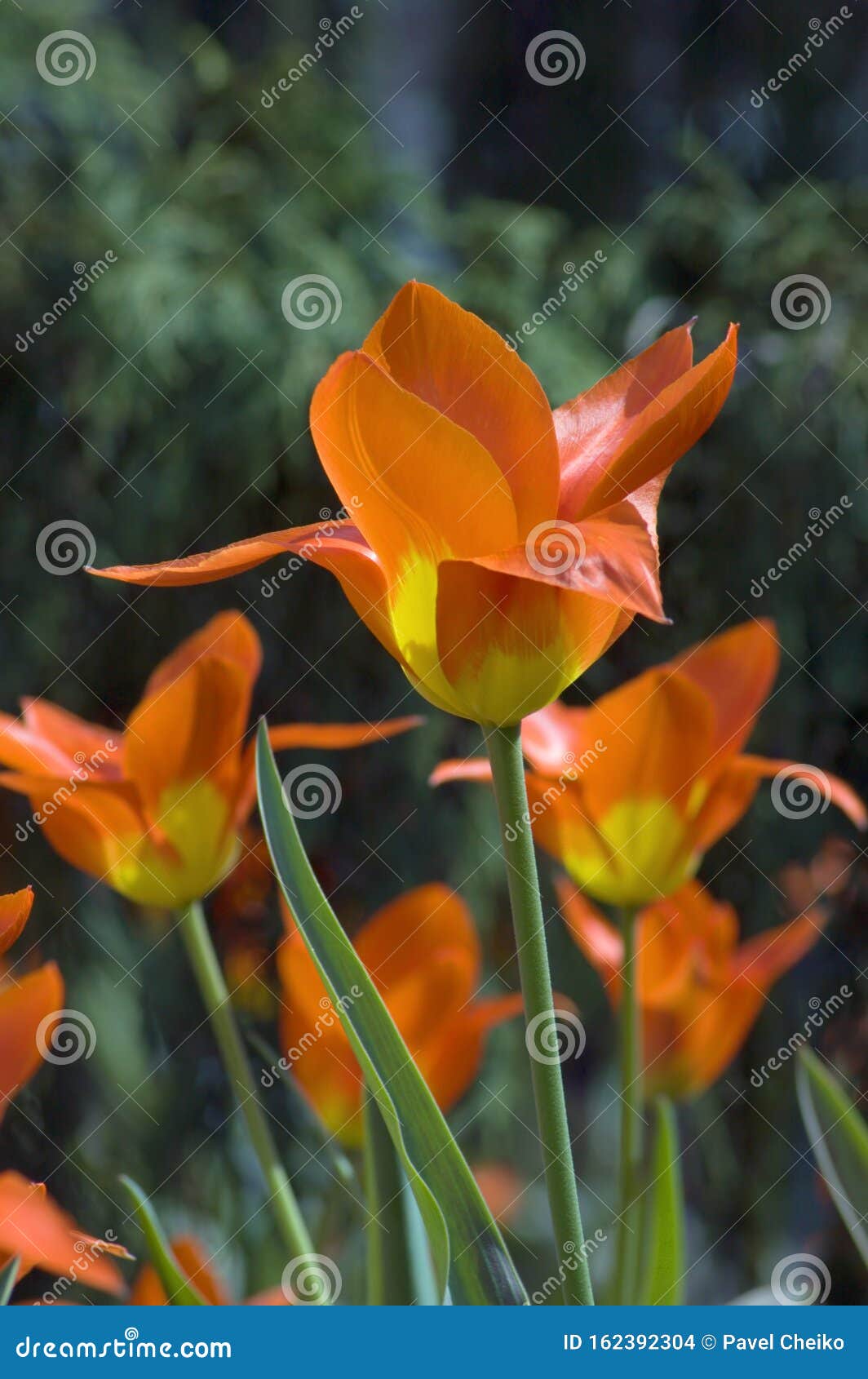 Tulips stock photo. Image of petal, beauty, season, tulip 162392304