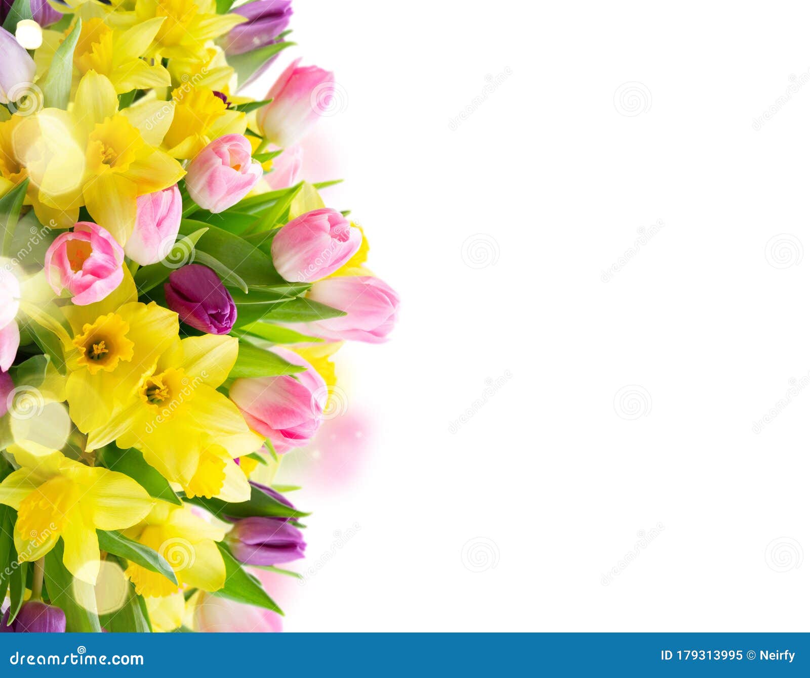 Tulips and Daffodils Flowers Stock Image - Image of mothers, isolated ...