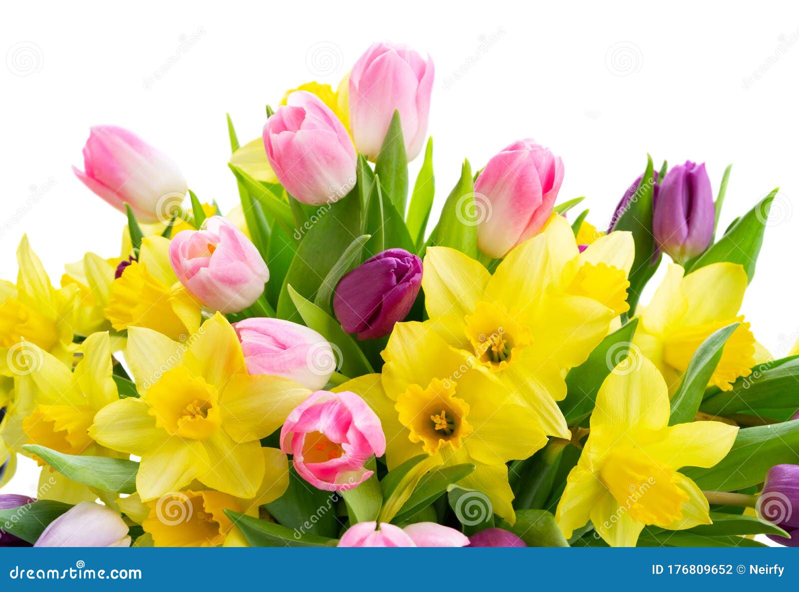 Tulips and Daffodils Flowers Stock Photo - Image of tradition, decor ...