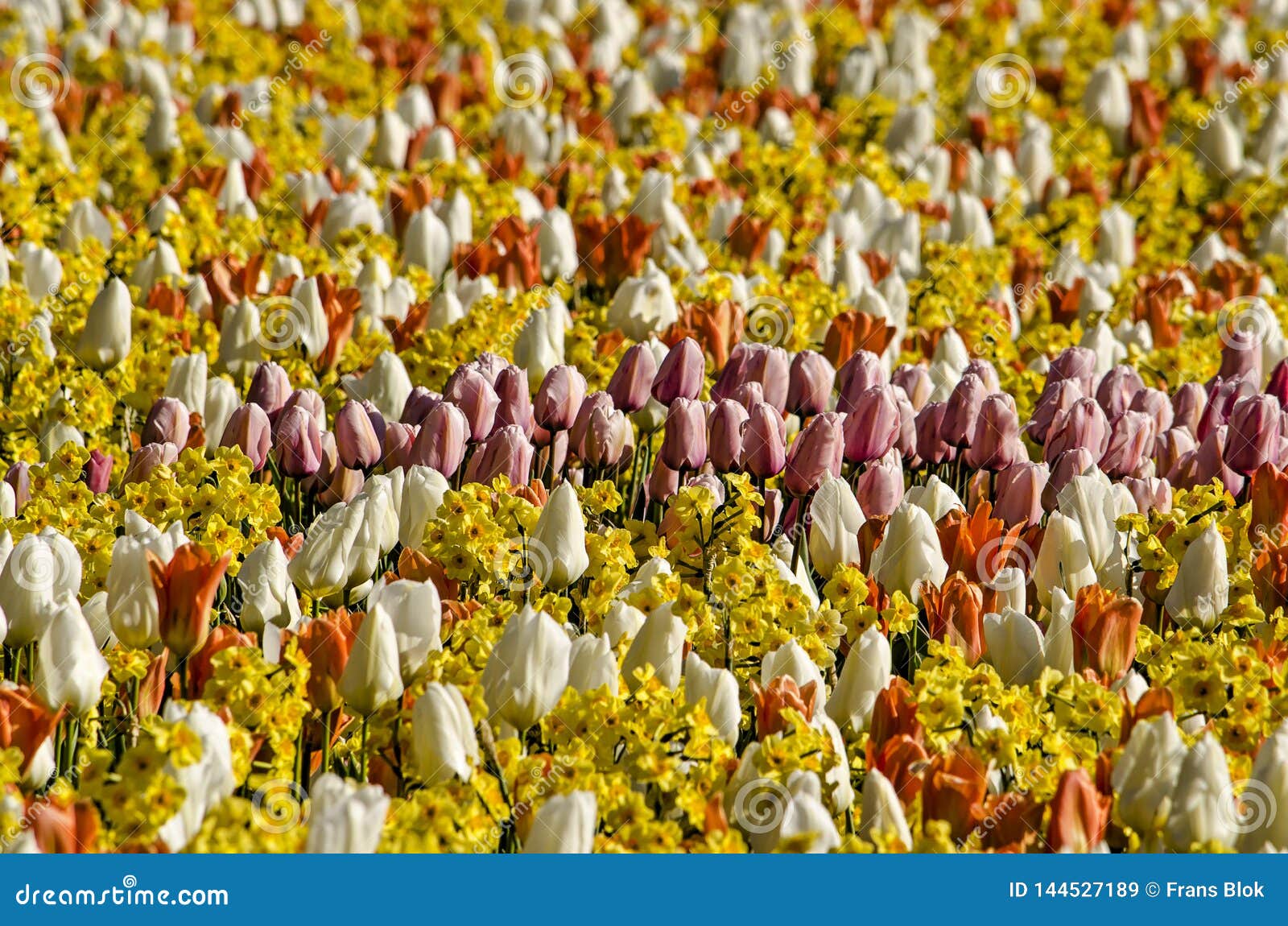Tulips and daffodils stock image. Image of netherlands - 144527189