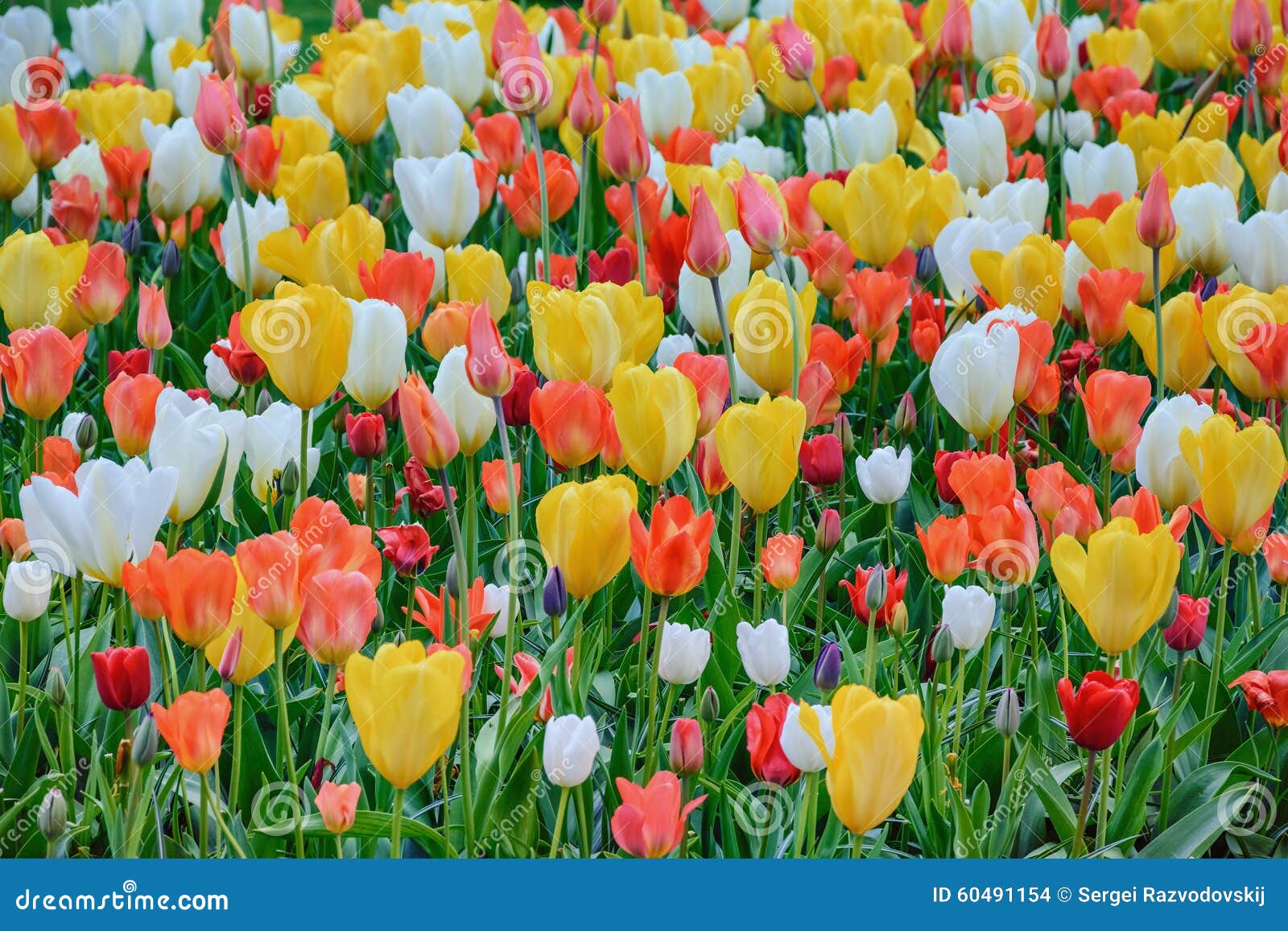 Tulips stock photo. Image of blossom, flowers, nature 60491154