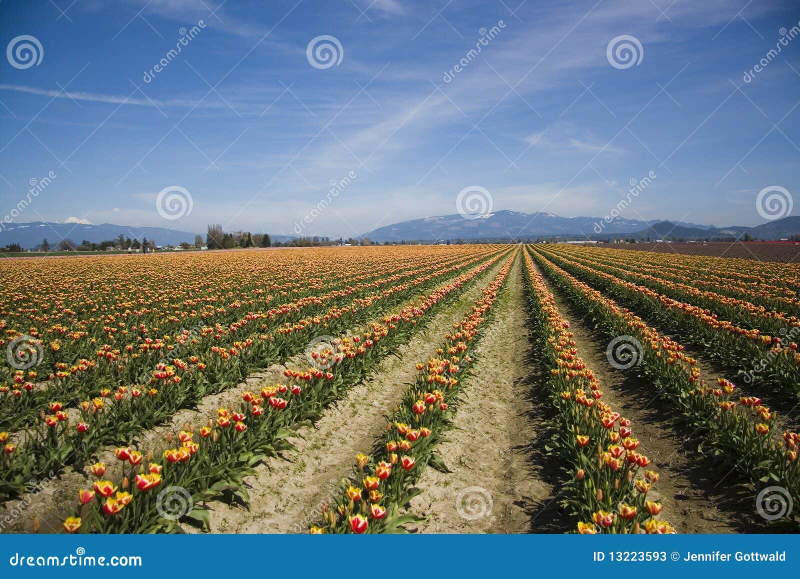 Tulips do vale de Skagit. Esta fotografia foi tomada no festival do Tulip do vale de Skagit em Washington.