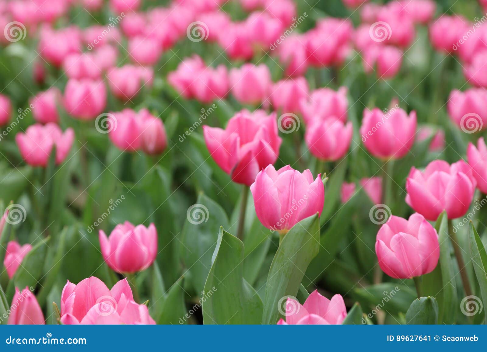 Tulips Field Color Flower Back Ground Stock Image Image of flora