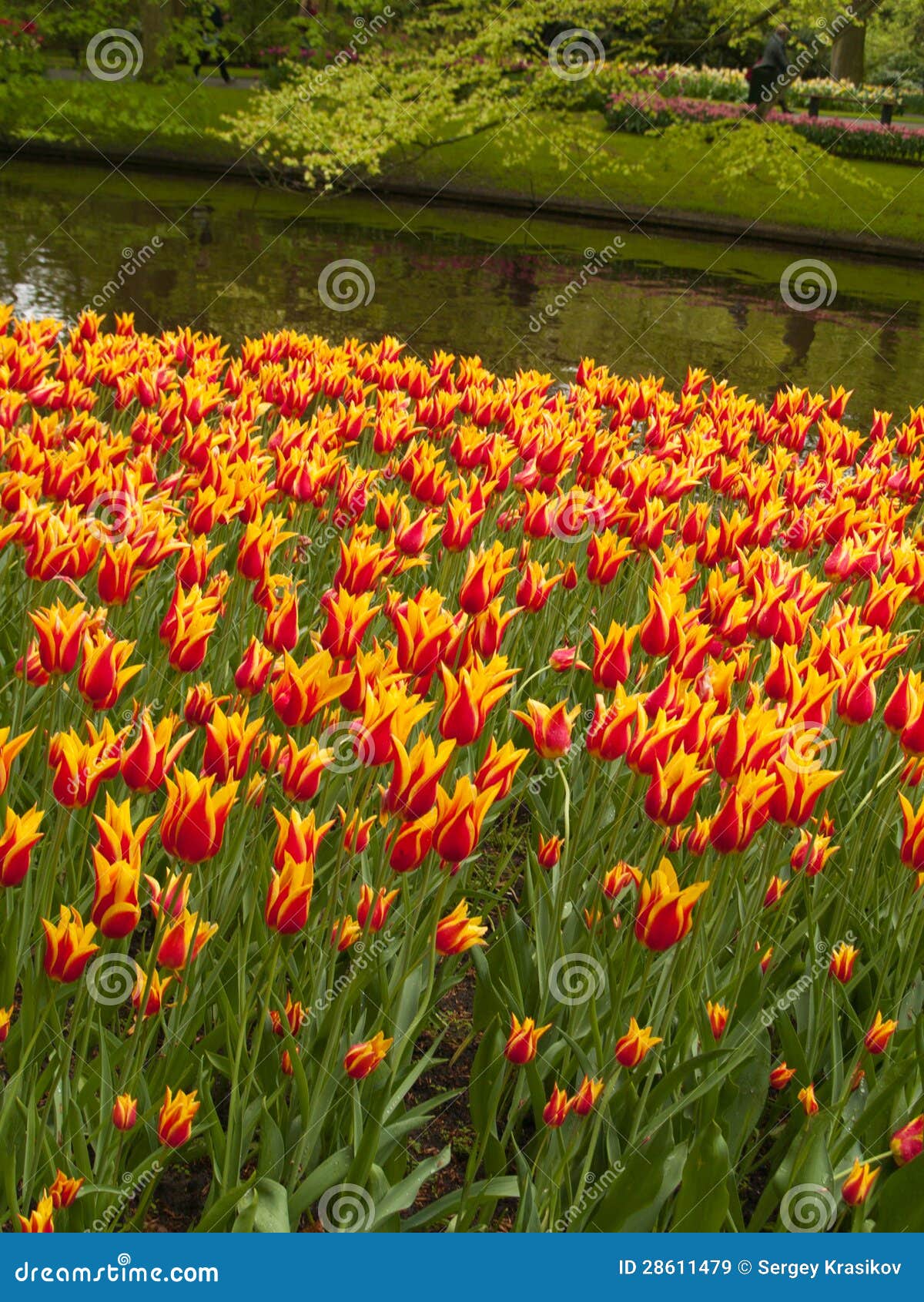 Colorful Tulips field in Keukenhof Gardens