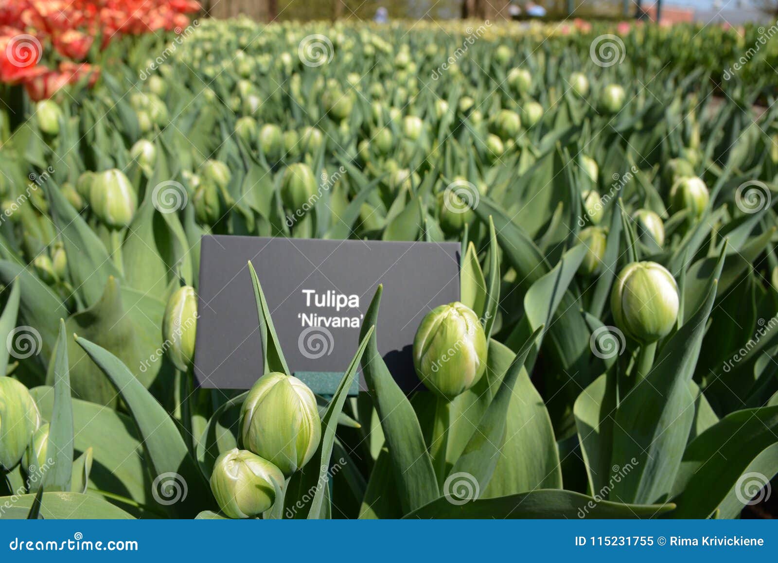 Tulips fields. Green tulips Nirvana ready to flower. Tulips fields in Keukenhof the Netherlands.