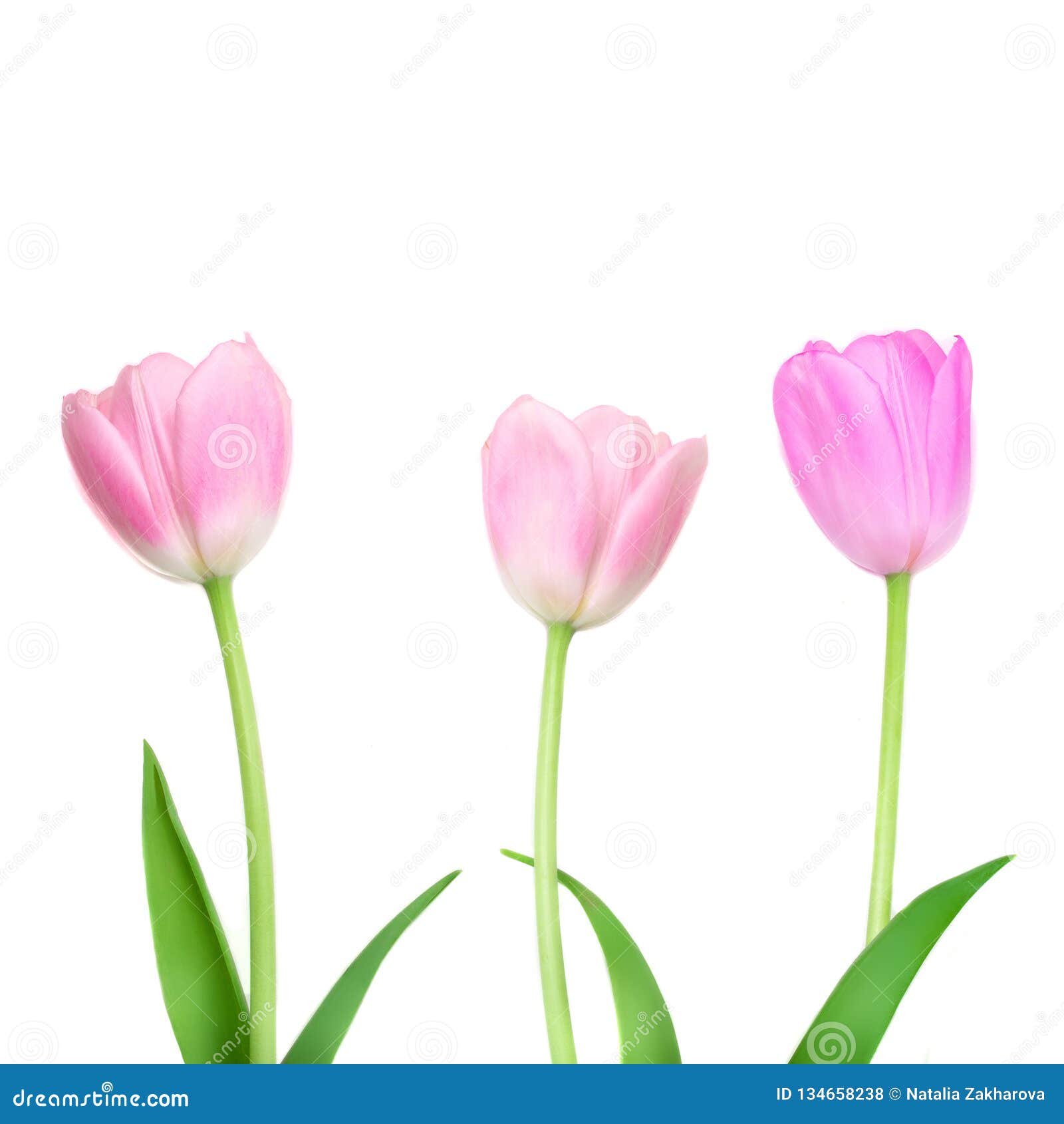Tulips Flower Isolated on White Background. Row of Beautiful Spring ...