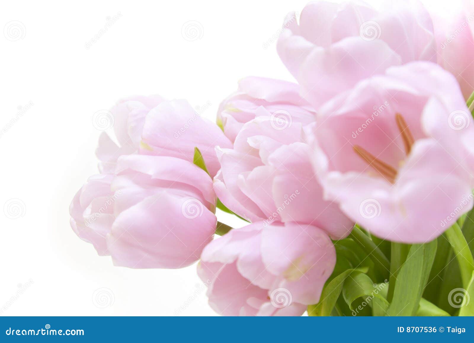 Tulips Flowers / Horizontal with Copyspace Stock Photo - Image of ...