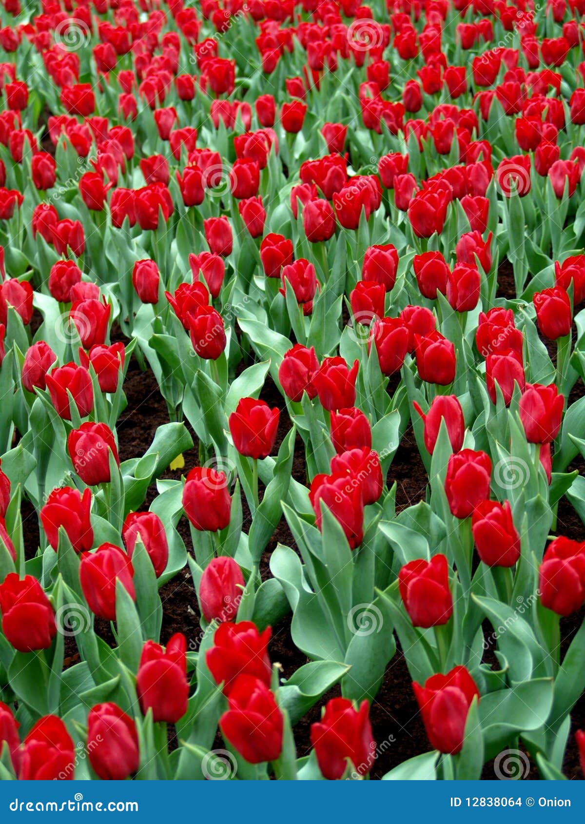 Tulips in full bloom stock photo. Image of green, hundreds 12838064