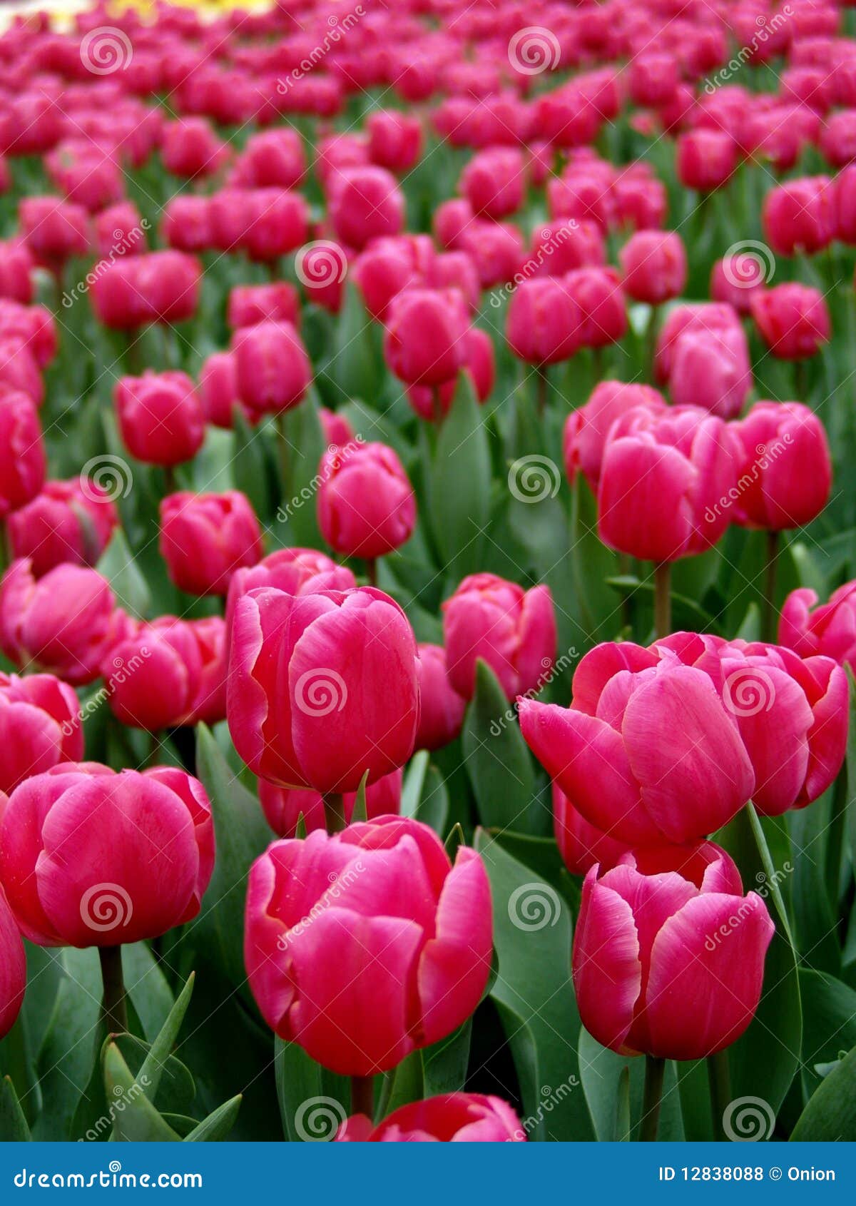 Tulips in full bloom stock photo. Image of field, health 12838088