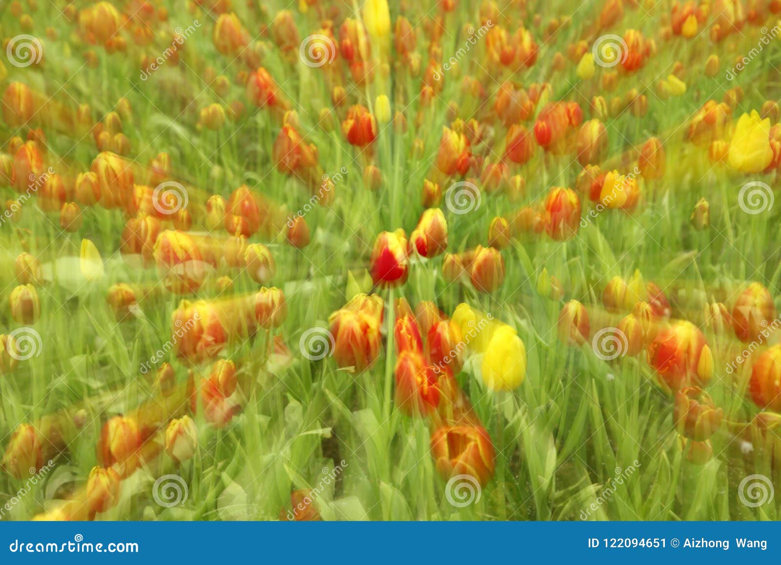 The tulip stock image. Image of tulip, farming, petal 122094651