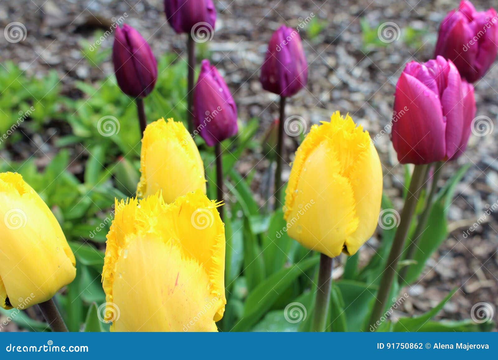 Tulips In The Garden Stock Photo Image Of Garden Starting 91750862