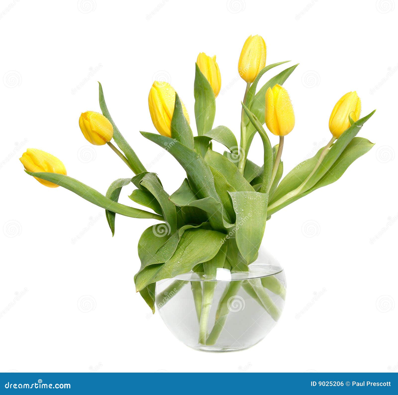 Tulips in a glass vase stock photo. Image of light, flower 9025206