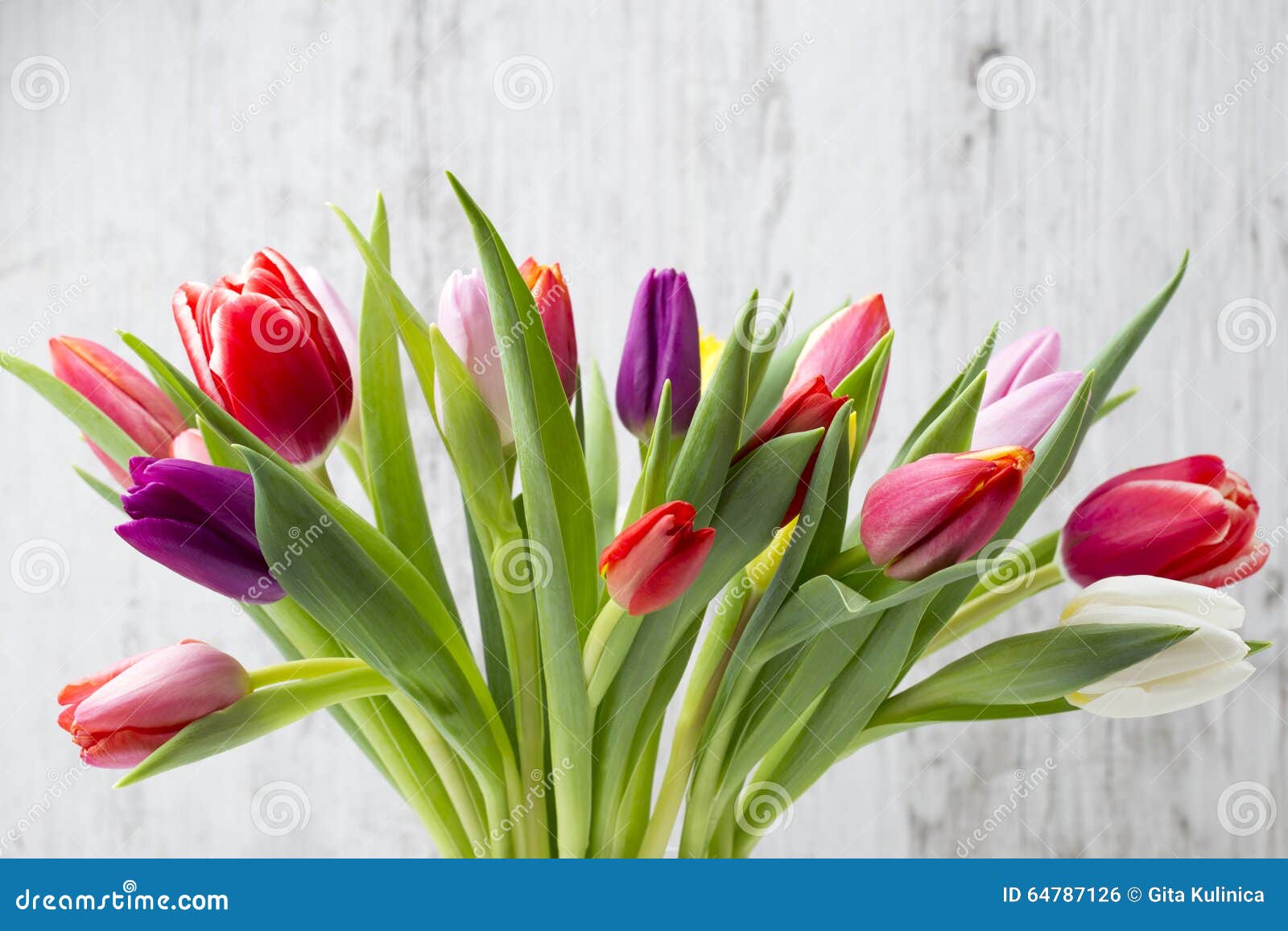 Tulips on the Grey Background Stock Photo - Image of purple, tulips ...