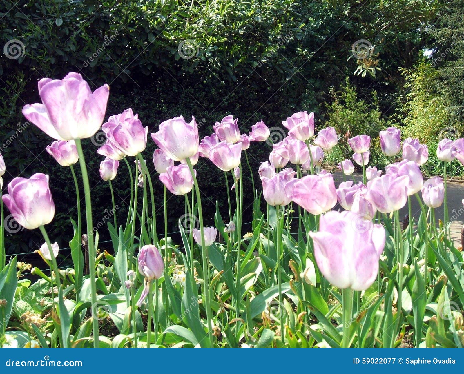 Tulips Growing in Spring Season Stock Image Image of flora, park