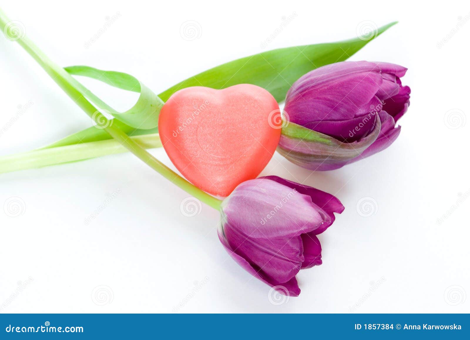 Tulips and heart stock photo. Image of valentine, heart 1857384