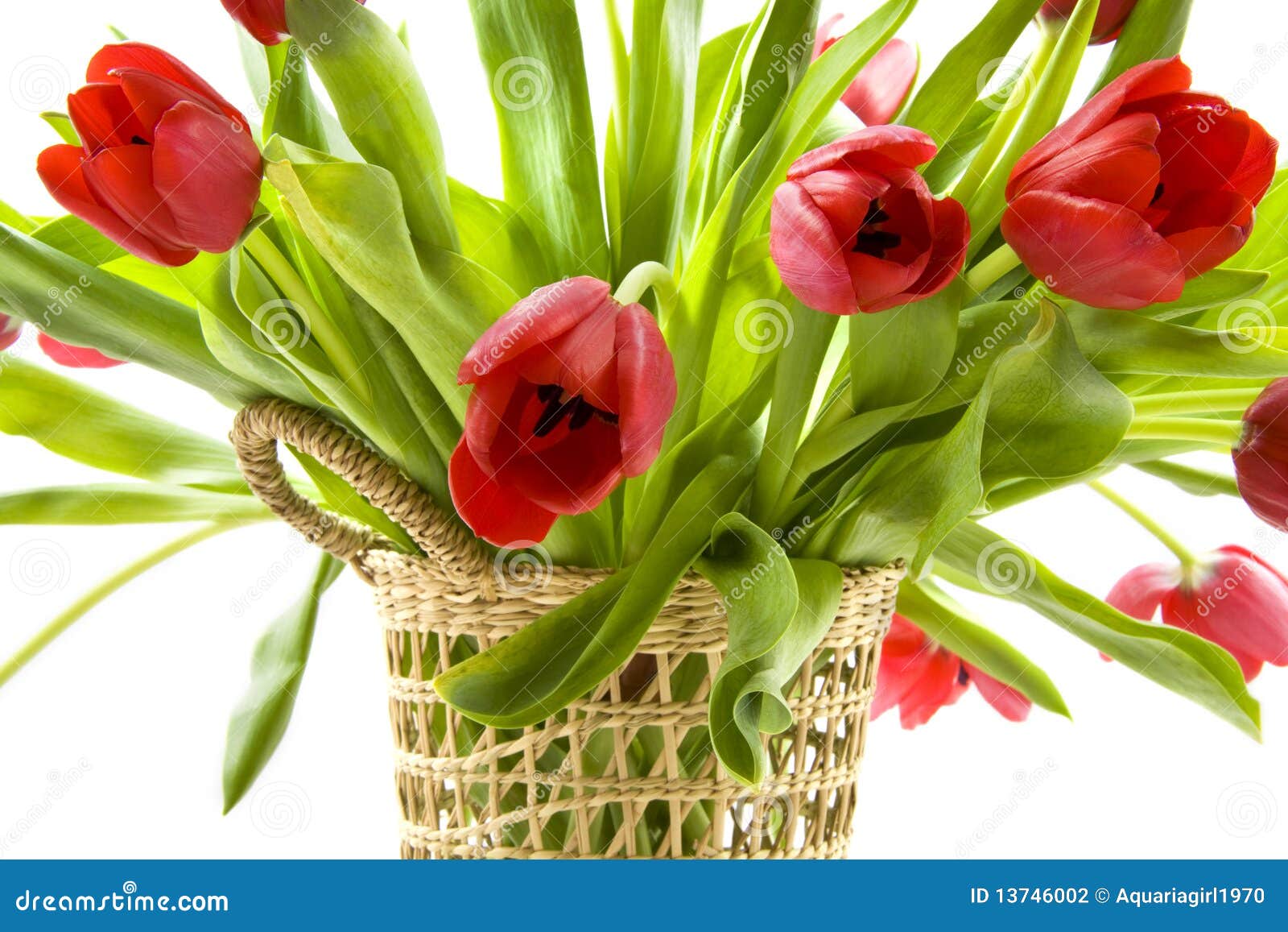 Tulips from Holland stock photo. Image of flowers, bulbs 13746002