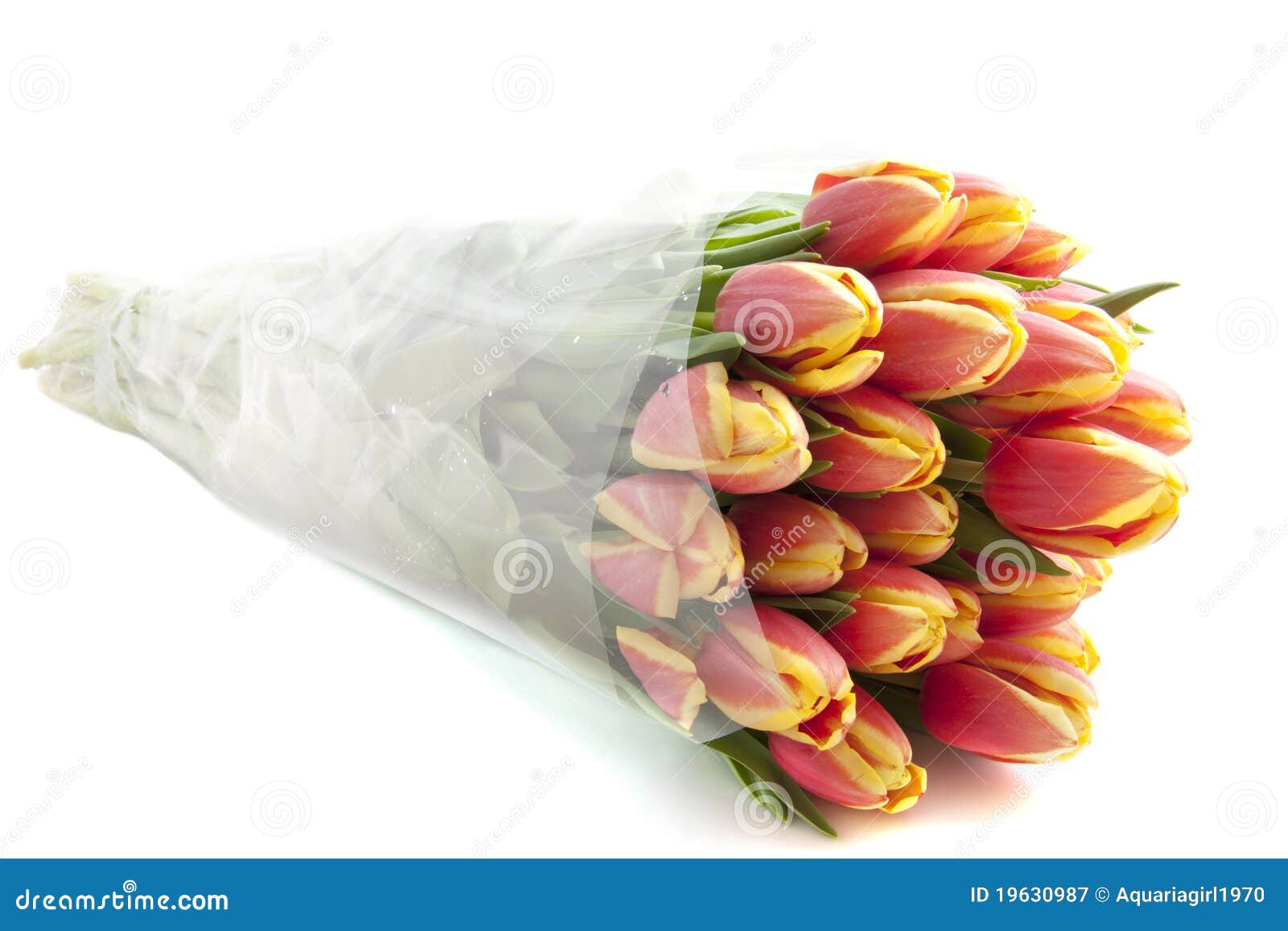 Tulips from Holland stock image. Image of colorfull, tulip 19630987