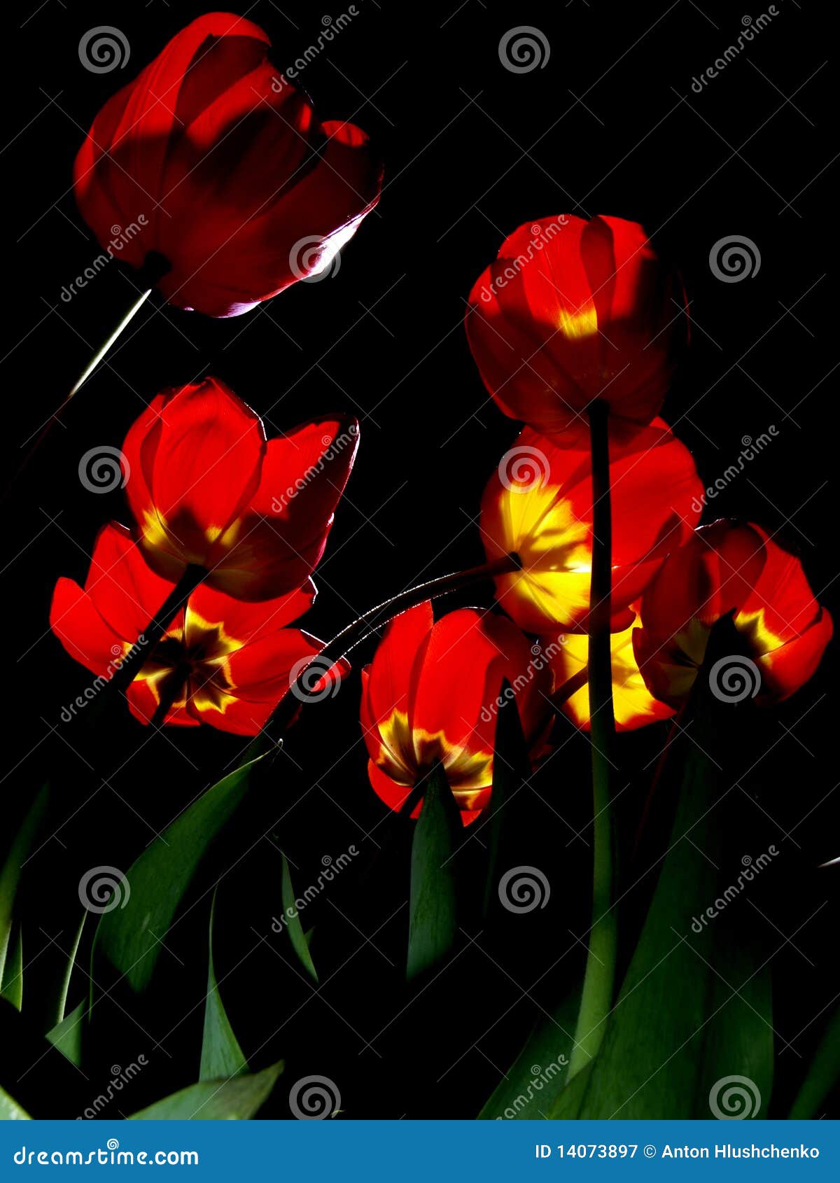 Tulips Illuminated in Night Stock Image Image of plant, point 14073897