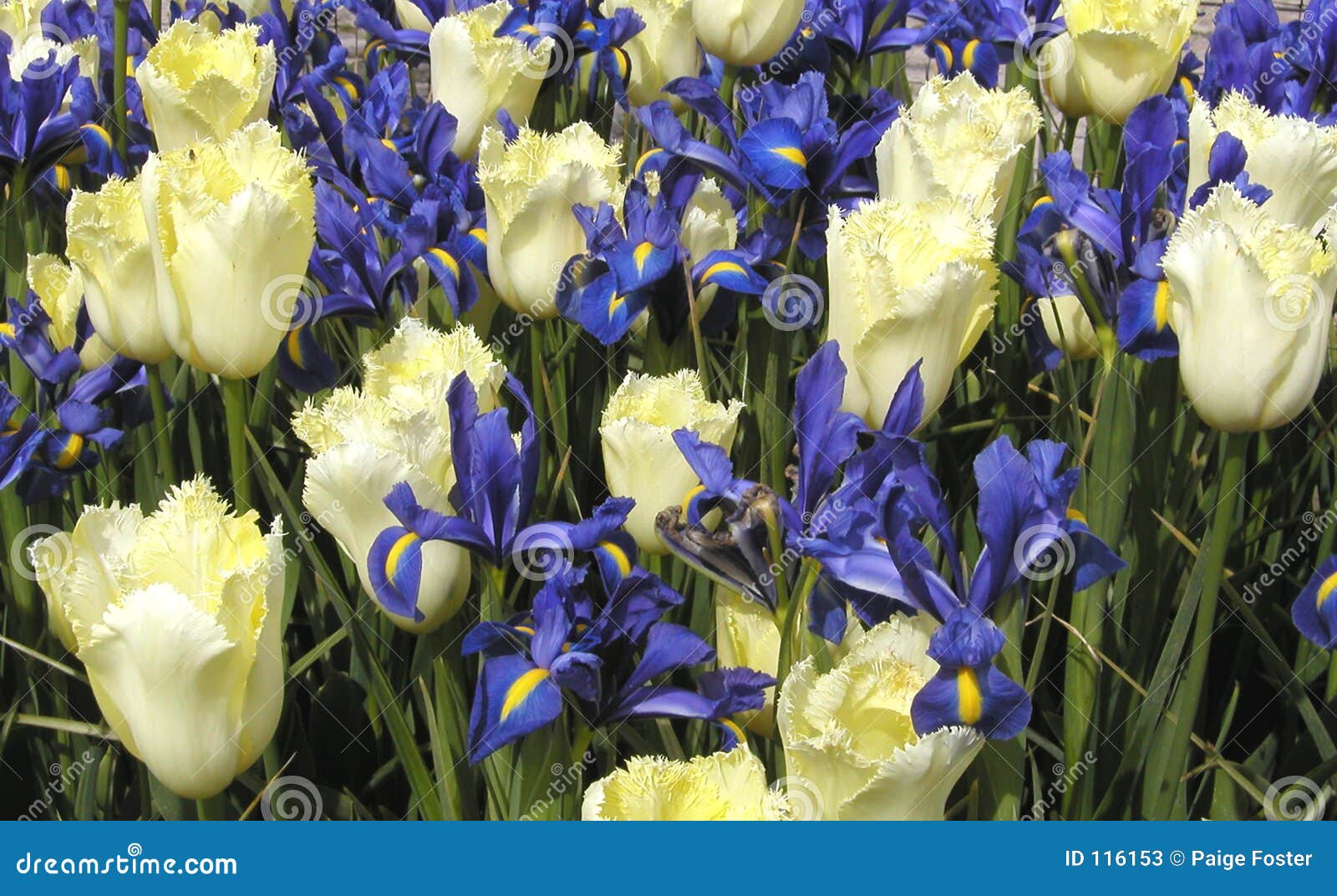 Tulips and Irises stock image. Image of floral, horticulture 116153