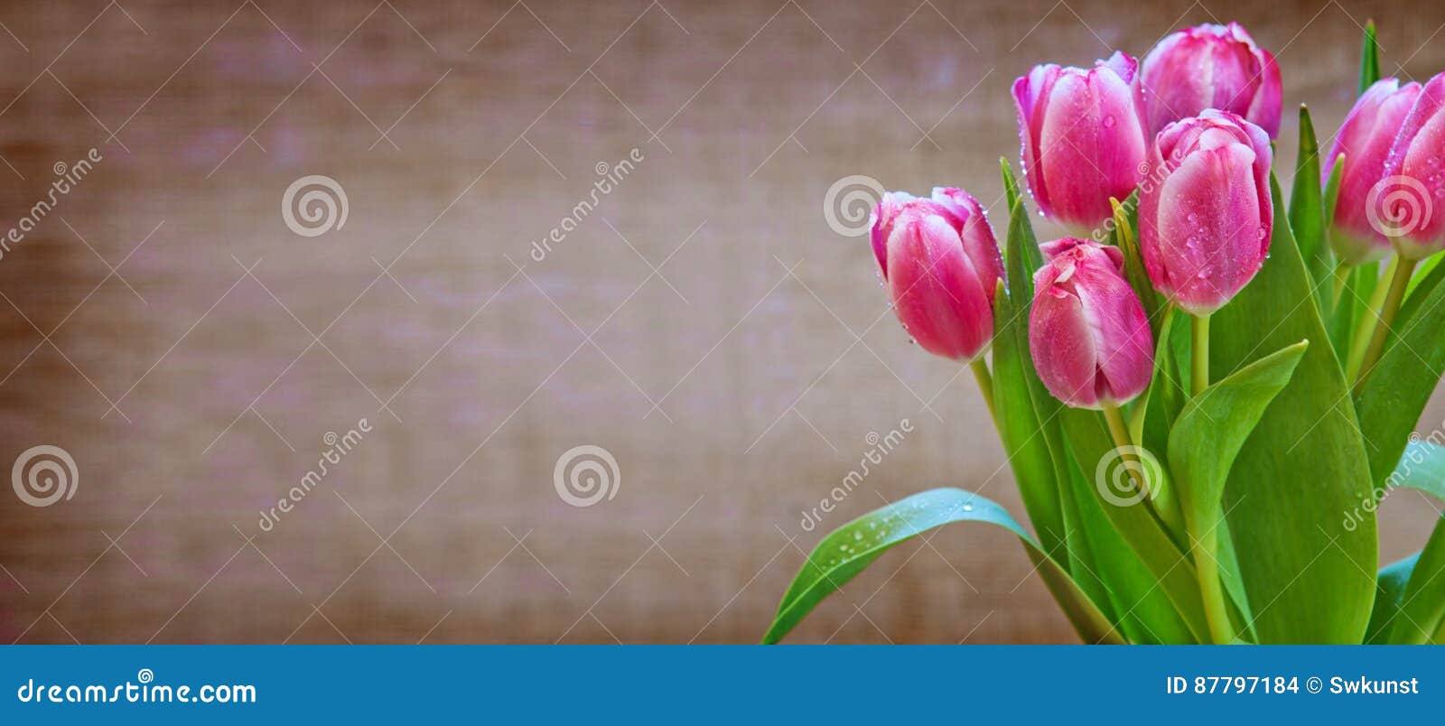 Tulips Isolated on Brown Background. Stock Photo Image of border