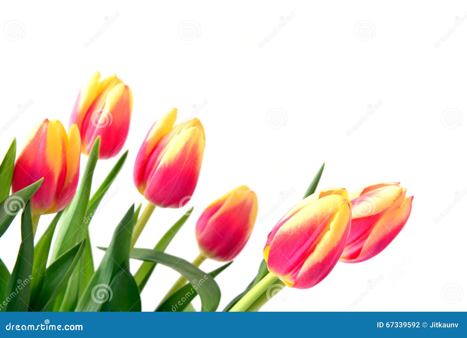 Tulips stock photo. Image of color, bouquet, blossom - 67339592