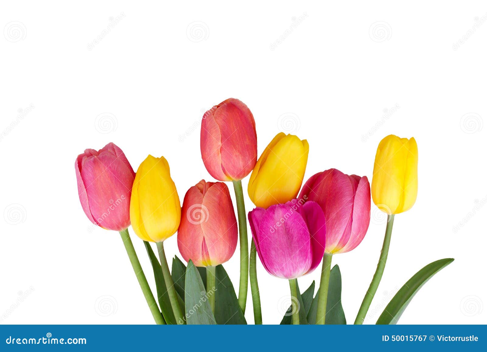 Tulips, isolated on white stock image. Image of blossom - 50015767