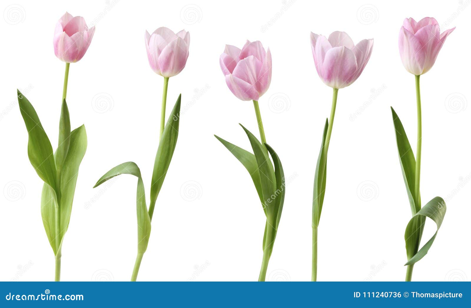 tulips liliengewÃÂ¤chse, liliaceae  on white background