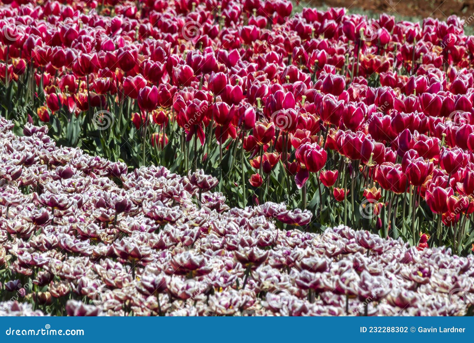 tulips and more tulips enjoying cool spring weather